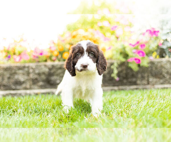 Medium Photo #8 Springerdoodle Puppy For Sale in NAPPANEE, IN, USA