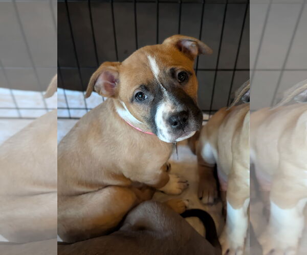 Medium Photo #15 American Pit Bull Terrier-Unknown Mix Puppy For Sale in Holly Springs, NC, USA