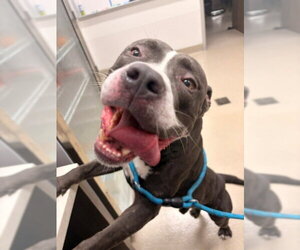 Mutt Dogs for adoption in Baytown, TX, USA