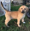Small Photo #1 Anatolian Shepherd Puppy For Sale in KENDALLVILLE, IN, USA