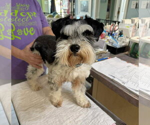 Mutt Dogs for adoption in Benton, LA, USA