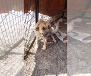 Anatolian Shepherd Dogs for adoption in ELBERT, CO, USA