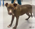 Small #2 Labrador Retriever Mix
