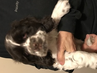 Cocker Spaniel Puppy for sale in SAINT HENRY, OH, USA