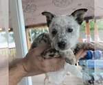 Small #3 Australian Cattle Dog