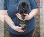 Small Photo #2 Cocker Spaniel-Dachshund Mix Puppy For Sale in Huntley, IL, USA