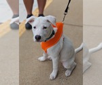 Small Photo #20 Huskies -Unknown Mix Puppy For Sale in Holly Springs, NC, USA