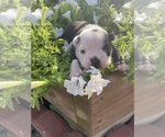 Small #5 Boston Terrier