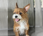 Small #3 Dachshund Mix