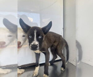 Siberian Husky Dogs for adoption in Stockton, CA, USA