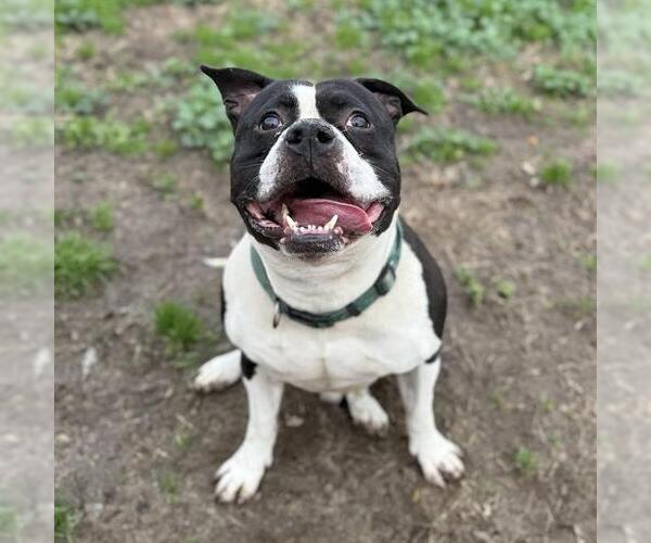 Medium Photo #1 Mutt Puppy For Sale in Modesto, CA, USA