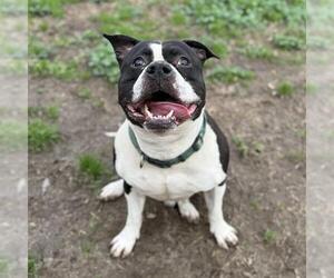 Mutt Dogs for adoption in Modesto, CA, USA