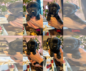 Labrador Retriever Puppy for sale in SPRINGFIELD, OR, USA