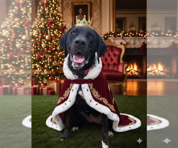 Medium Photo #1 Retriever -Unknown Mix Puppy For Sale in Evansville, IN, USA