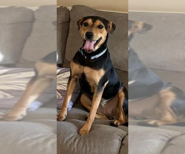 Medium Photo #1 Mutt Puppy For Sale in Holly Springs, NC, USA