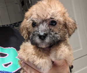 Maltipoo Puppy for sale in LUMBERTON, NC, USA