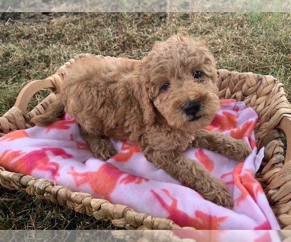 Medium Photo #3 Poodle (Miniature) Puppy For Sale in BERNE, IN, USA