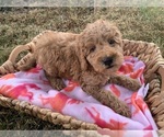 Small Photo #3 Poodle (Miniature) Puppy For Sale in BERNE, IN, USA