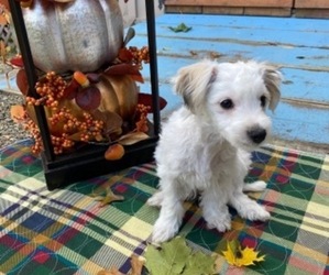 Morkie Puppy for sale in JAMESTOWN, NY, USA