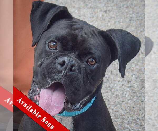 Medium Photo #1 Boxer Puppy For Sale in Huntley, IL, USA
