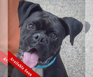 Boxer Dogs for adoption in Huntley, IL, USA