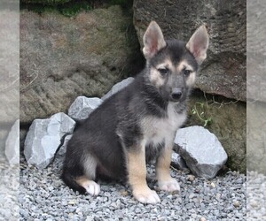 German Shepherd Dog-Siberian Husky Mix Puppy for sale in FREDERICKSBURG, OH, USA