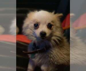 Pomeranian Dogs for adoption in Lewistown, PA, USA