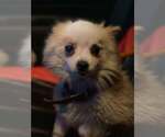 Small Pomeranian