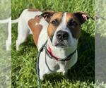 Small American Bulldog Mix