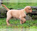Small #1 Golden Retriever