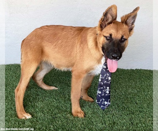 Medium Photo #5 Mutt Puppy For Sale in San Diego, CA, USA