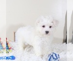 Small #3 Maltese