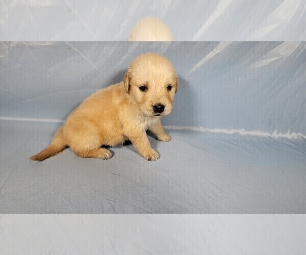 Medium Photo #3 Golden Retriever Puppy For Sale in FALCON, CO, USA