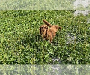 Father of the Dachshund puppies born on 03/11/2026