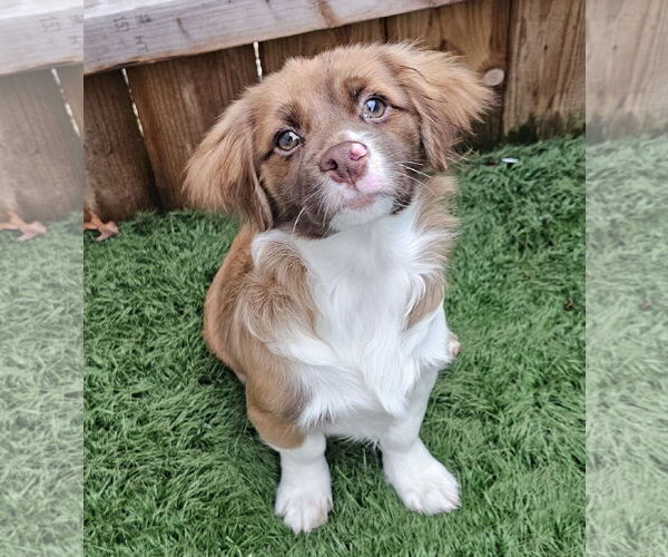 Medium Photo #3 Shiranian Puppy For Sale in Oakhurst, NJ, USA