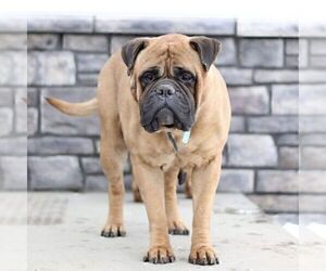 Mother of the Bullmastiff puppies born on 01/10/2025