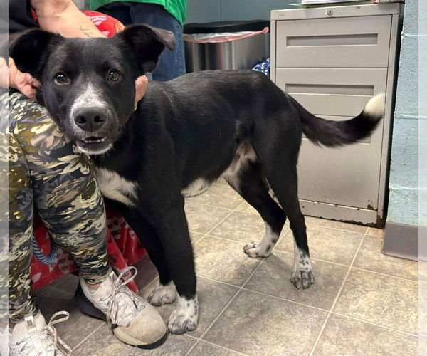 Medium Photo #1 Beagle-Unknown Mix Puppy For Sale in Rustburg, VA, USA