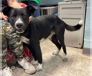 Beagle-Unknown Mix Dogs for adoption in Rustburg, VA, USA