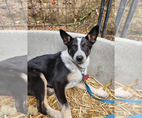 Medium Photo #2 Mutt Puppy For Sale in Paso Robles, CA, USA