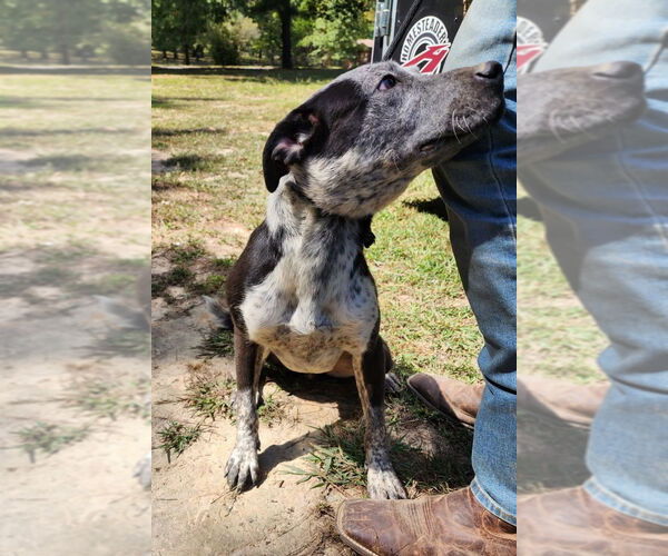 Medium Photo #12 Mutt Puppy For Sale in Canton, CT, USA