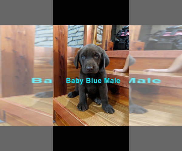 Medium Photo #12 Labrador Retriever Puppy For Sale in BRADLEYVILLE, MO, USA