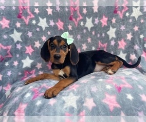 Black Mouth Cur-Treeing Walker Coonhound Mix Puppy for sale in LAKELAND, FL, USA