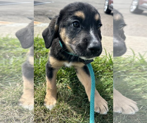 Medium Photo #3 Mutt Puppy For Sale in Germantown, OH, USA