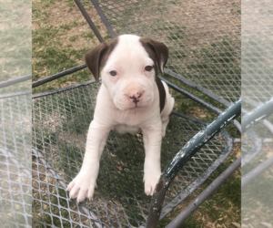 American Pit Bull Terrier Puppy for sale in FORT WORTH, TX, USA