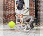 Small #10 American Pit Bull Terrier Mix