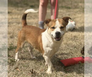 Basset Hound-Unknown Mix Dogs for adoption in Yardley, PA, USA
