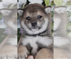 Shiba Inu Puppy for sale in SAN DIEGO, CA, USA