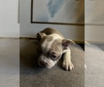 Puppy Puppy 4 Boston Terrier