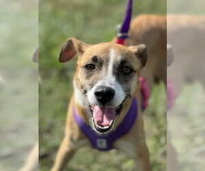 Mutt Dogs for adoption in Virginia Beach, VA, USA