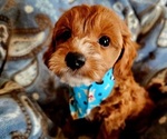 Puppy Sedona Cavachon-Poodle (Miniature) Mix